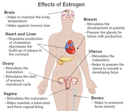 estrogen benefits for females