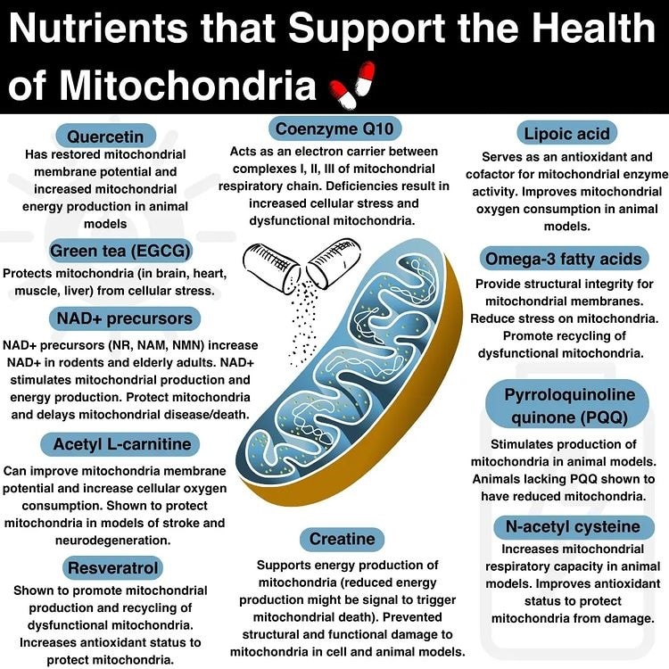 nutrients can improve mitochondrial health